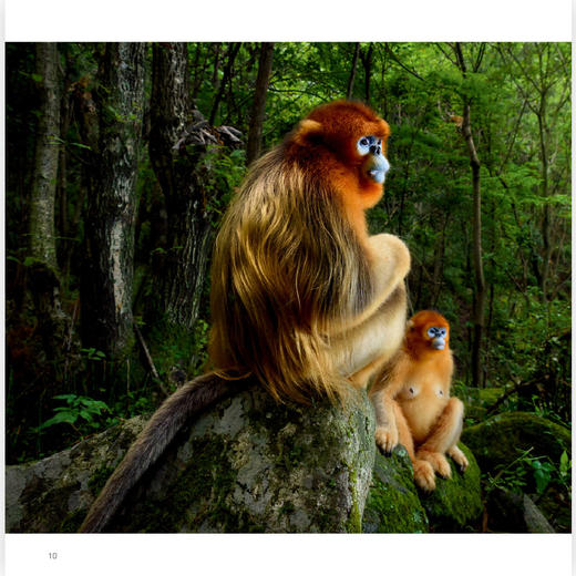 万物有灵：国际野生生物摄影年赛第54届获奖作品 商品图3