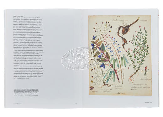 【中商原版】Botanical Sketchbooks 进口艺术 植物的写生簿 T&H 商品图7