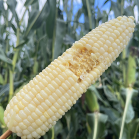 【东北五常甜糯玉米 】软糯Q弹，颗粒饱满，无添加，健康代餐，营养丰富，来自世界三大黑土地之一的黑龙江五常甜糯玉米主打糯、甜、香、嫩、软~