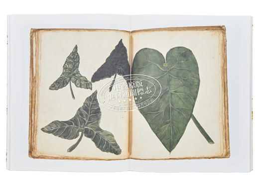 【中商原版】Botanical Sketchbooks 进口艺术 植物的写生簿 T&H 商品图4