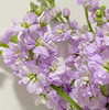 紫罗兰 10支/扎 颜色深浅略有差异 以实物为准 云南基地发货（价格已包含包装费用） 运费以实际为准，多退少补。 商品缩略图4