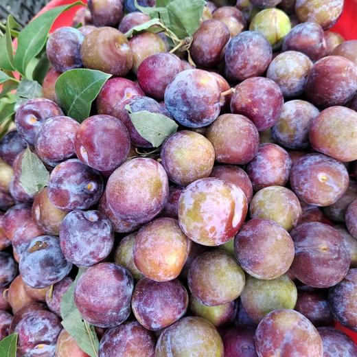 【脆甜多汁】本地红李 约500g/份 商品图0