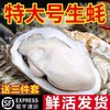 【顺丰包邮！口感细腻鲜美】一整箱特大生蚝带壳牡蛎新鲜烧烤非乳山生蚝鲜贝带壳海蛎子-觅食坊健康 商品缩略图0