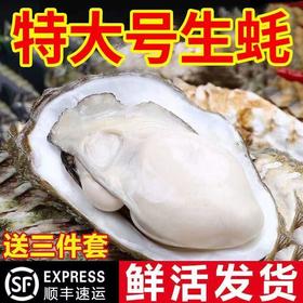【顺丰包邮！口感细腻鲜美】一整箱特大生蚝带壳牡蛎新鲜烧烤非乳山生蚝鲜贝带壳海蛎子-觅食坊健康