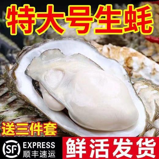 【顺丰包邮！口感细腻鲜美】一整箱特大生蚝带壳牡蛎新鲜烧烤非乳山生蚝鲜贝带壳海蛎子-觅食坊健康 商品图0