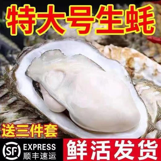 【顺丰包邮！用心呵护的生蚝】一口咬下，鲜嫩多汁。为您奉献纯正海鲜，生蚝鲜活带箱牡蛎海鲜贝类带壳海蛎子-觅食坊健康 商品图0