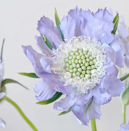 蓝盆花 若干支/扎 以实物为准 云南基地发货（价格已包含包装费用） 运费以实际为准，多退少补。 商品图4