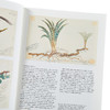 【中商原版】Botanical Sketchbooks 进口艺术 植物的写生簿 T&H 商品缩略图3