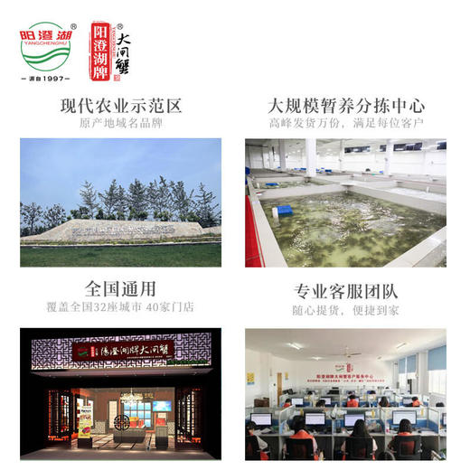 【卡券】【阳澄湖牌有机大闸蟹金榜题名型】3.5两公蟹*5只2.5两母蟹*5只 商品图4