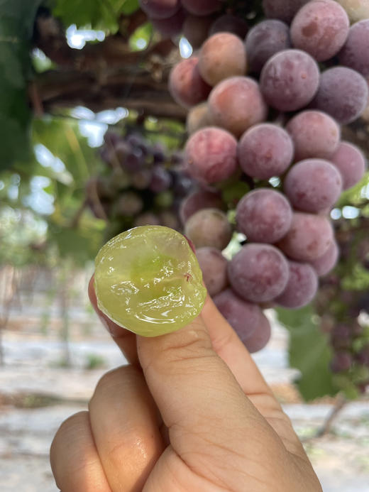 北京本土农场有机种植，甬优一号葡萄，串型好，糖度23℃齁甜齁甜的，香甜无比！3斤/箱 商品图0