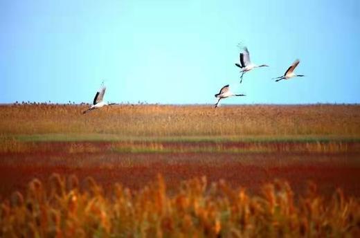 秋摄江苏：盐城条子泥湿地航拍、风车红草地、淮剧小镇、九龙口湿地、扬州瘦西湖秋色5天 商品图1