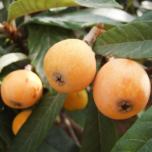 云南土灶枇杷膏（500g/瓶） 商品图4