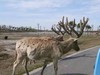 秋摄江苏：盐城条子泥湿地航拍、风车红草地、淮剧小镇、九龙口湿地、扬州瘦西湖秋色5天 商品缩略图4