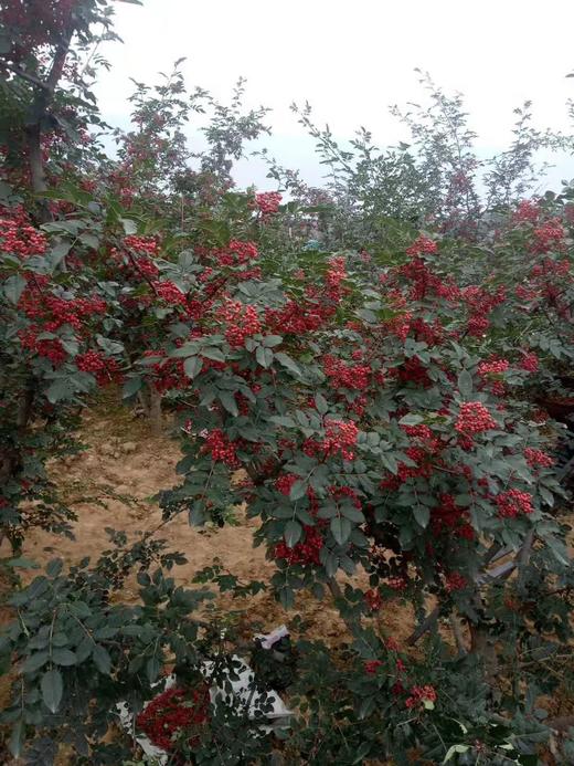 红花椒（颗粒） 商品图1