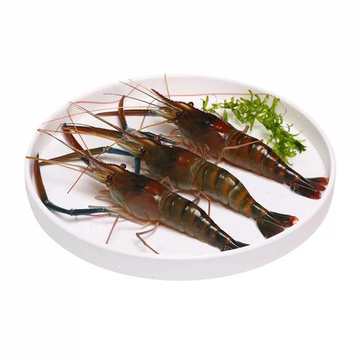 鲜活罗氏沼虾（一斤装） 商品图0