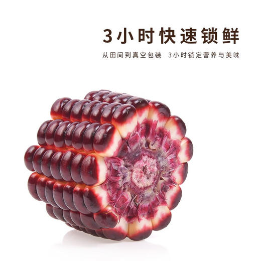 山西 富硒黑糯玉米  香甜软糯 营养美味 220g*10根/箱 商品图1