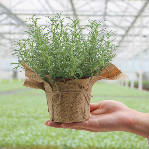 迷迭香盆栽 商品图1