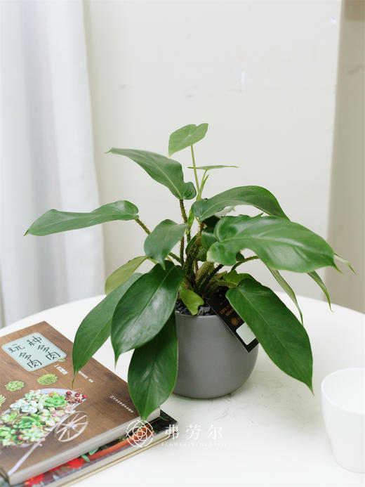 飞机曼绿绒 商品图0