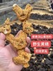 【九蒸九晒云南野生黄精】采用云南深山野生黄精，历经42道工序，用柴火和雪水，在丽江玉龙雪山旁晒场九蒸九晒！非常难得！【对身体的调理功效比较多，详见群内介绍】【DZ-J仓】 商品缩略图3