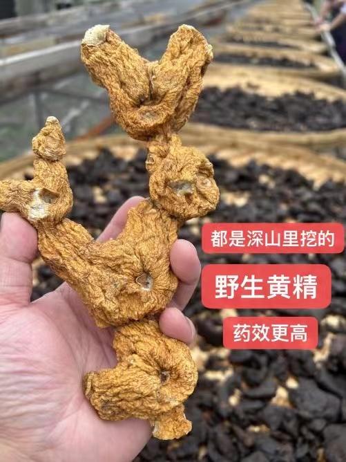 【九蒸九晒云南野生黄精】采用云南深山野生黄精，历经42道工序，用柴火和雪水，在丽江玉龙雪山旁晒场九蒸九晒！非常难得！【对身体的调理功效比较多，详见群内介绍】【DZ-J仓】 商品图3