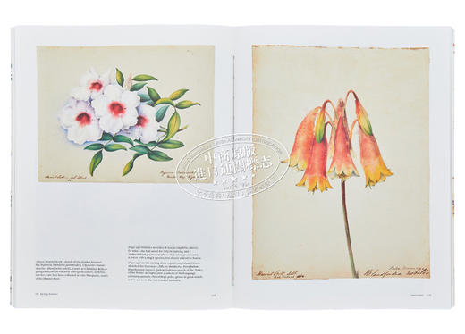 【中商原版】Botanical Sketchbooks 进口艺术 植物的写生簿 T&H 商品图5