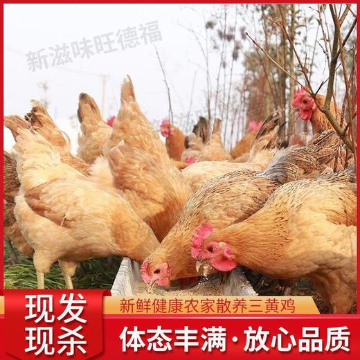 【饲养员精心呵护的健康之选！新鲜散养三黄土鸡老母鸡】笨鸡跑山鸡走地月子鸡整鸡，口感鲜美，滋味无穷。尽情享受健康的美味佳肴 节日送礼物优选-觅食坊健康 商品图0