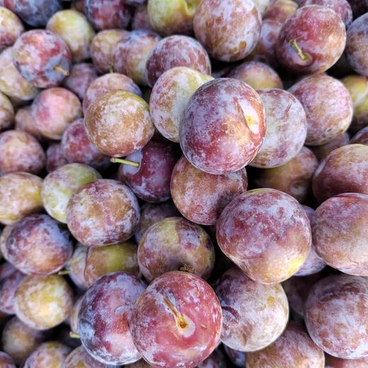 【脆甜多汁】本地红李 约500g/份 商品图2