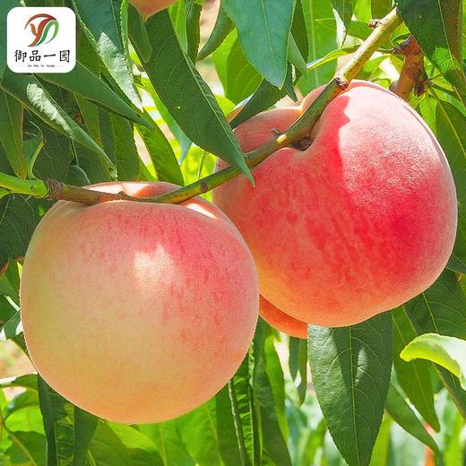 【一个个如同明珠般晶莹剔透！树上熟水蜜桃大桃子】5斤水果新鲜整箱脆甜应季超甜油密桃 节日送礼物优选-觅食坊健康 商品图3