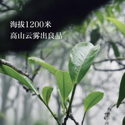 优选丨【赛级品质凤凰单丛】潮州凤凰山乌岽村，高山云雾核心产区的老树好茶 商品图2