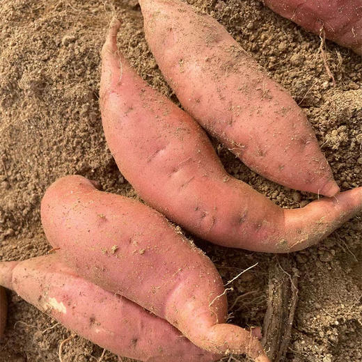 「好吃到流油」山东烟薯25号 净重4.5斤装 中大果 沙地红心红薯 商品图13