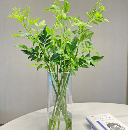 九星叶 若干支/扎 以实物为准 云南基地发货（价格已包含包装费用） 运费以实际为准，多退少补。 商品图4