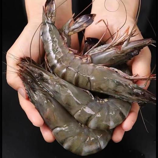 【让您品尝到新鲜的海鲜美味！新鲜黑虎虾特大虾】鲜活冷冻超大虾纯野生老虎虾九节虾海鲜顺丰 节日送礼物优选-觅食坊健康 商品图1
