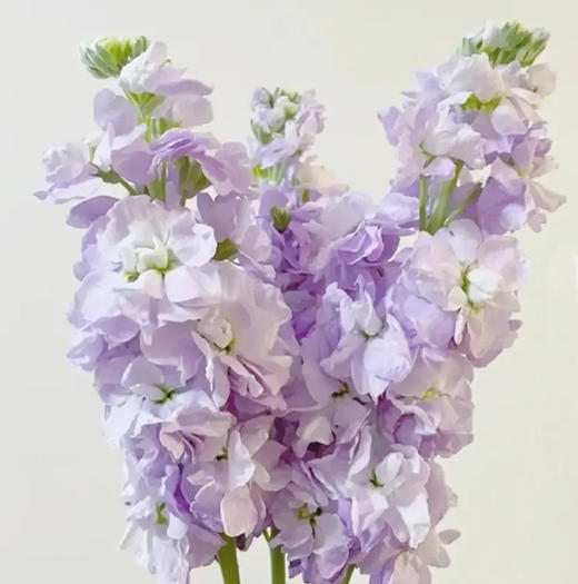 紫罗兰 10支/扎 颜色深浅略有差异 以实物为准 云南基地发货（价格已包含包装费用） 运费以实际为准，多退少补。 商品图3