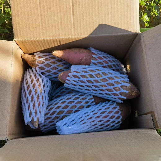 「好吃到流油」山东烟薯25号 净重4.5斤装 中大果 沙地红心红薯 商品图14