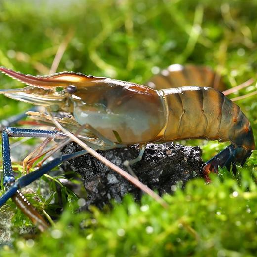 鲜活罗氏沼虾（一斤装） 商品图1