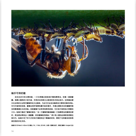 万物有灵：国际野生生物摄影年赛第54届获奖作品 商品图4