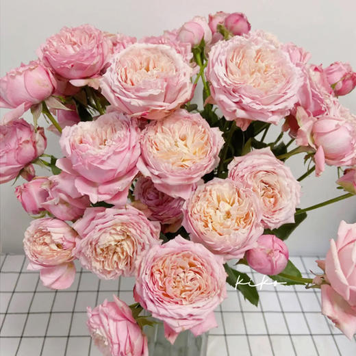 多头玫瑰 朱丽叶塔 10支/扎 云南基地发货 （价格已包含包装费用） 运费以实际为准，多退少补。 商品图4