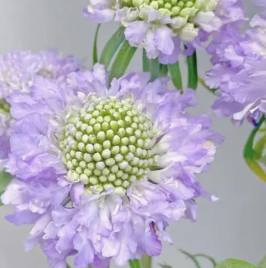 蓝盆花 若干支/扎 以实物为准 云南基地发货（价格已包含包装费用） 运费以实际为准，多退少补。 商品图3