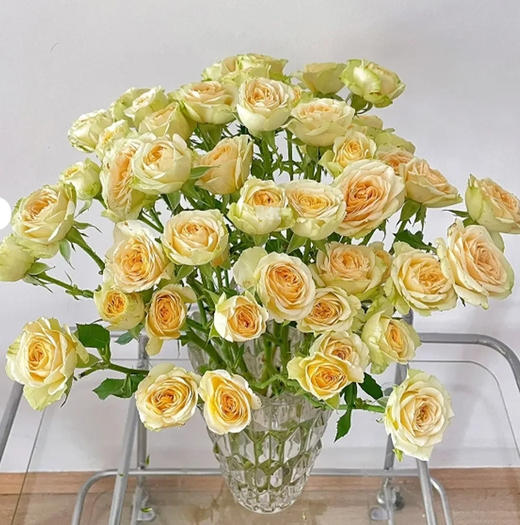 多头玫瑰  牛油果 10支/扎 云南基地发货 （价格已包含包装费用） 运费以实际为准，多退少补。 商品图2