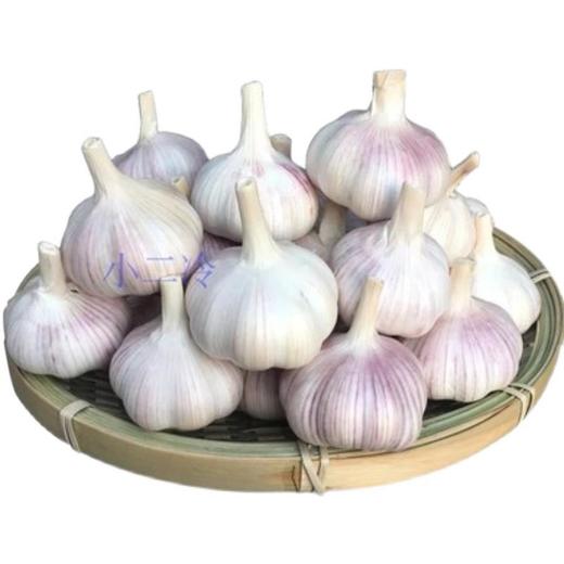 【农家新鲜大蒜头！紫白皮大蒜】新干蒜5斤大蒜头农家新大蒜头紫白皮大蒜当季蔬菜整箱鲜香可口，辣而不燥 商品图3