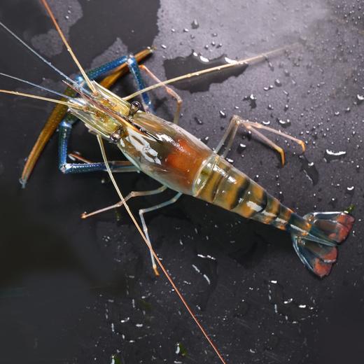 鲜活罗氏沼虾（一斤装） 商品图2