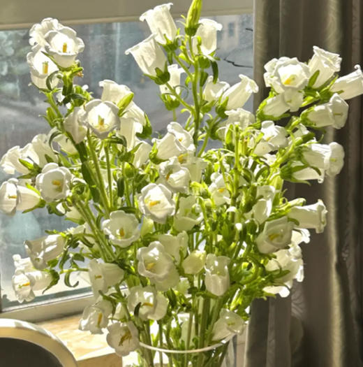 风铃花 若干支/扎 以实物为准 云南基地发货（价格已包含包装费用） 运费以实际为准，多退少补。 商品图4