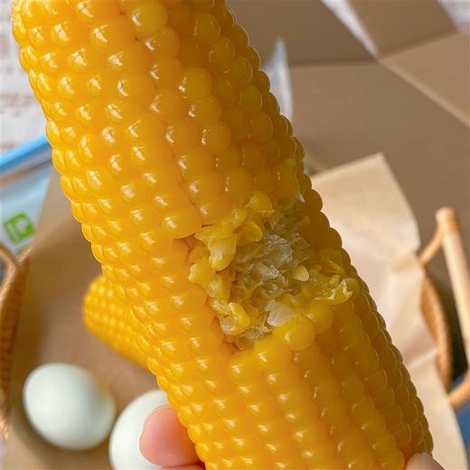【2023新版】早安大苞米  东北黄金甜糯玉米 早餐营养粗粮  无添加  颗粒饱满 香糯可口 10根装 商品图2