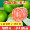 【产地直发！云南无籽蜜桔】3/5/9斤薄皮橘子新鲜水果酸甜桔子整箱-节日送礼物优选Sttt-觅食坊健康 商品缩略图1