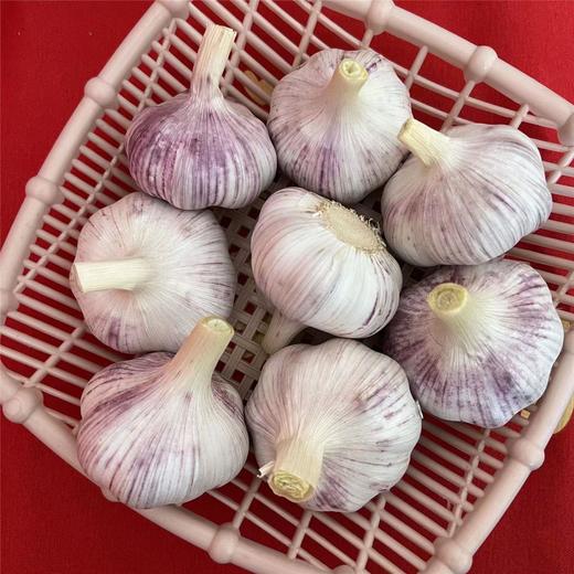 【香辣爽脆】农家新鲜紫白皮大蒜 商品图2
