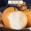 【山东好物】正宗秋月梨  4.5斤 中秋活动特惠 商品缩略图0