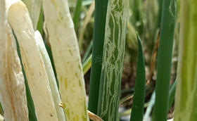 大葱斑潜蝇多次用药不见好?原来是不小心踩中了用药误区 