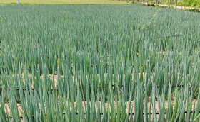 大葱喜欢什么肥料?增产关键期用什么肥料好? 