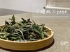 【稀缺级白茶】2020辞秋，香甜如花蜜，茶汤嫩滑如豆腐，带着微微的薄荷气息 商品缩略图0