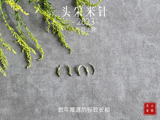 【2023春茶来了】2023头采米针，春白茶“鲜度”的代表之作，极清新、极空灵、也极诱人！（1斤收藏装） 商品图2